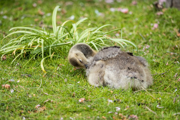 cute gosling laying on the grass cleaning its feather with its beak