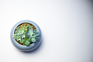 Tiny succulent plants in a pot or planter on a white background