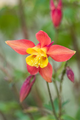 single Red Columbine flower blooming in the flower field