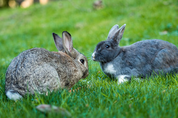 rabbit couple sharing  their grassy lunch
