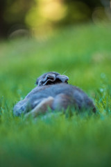 shot behind a grey rabbit sleeping on the grass under the shade