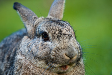 close up shot of grey rabbit  with big eyes and opened mouth