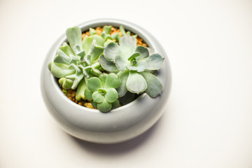 Tiny succulent plants in a pot or planter on a white background