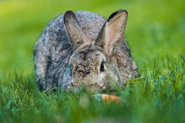 brown rabbit with head eating grass on the grassy ground beside a carrot