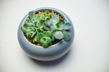 Tiny succulent plants in a pot or planter on a white background