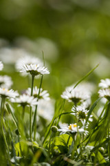 small white flower field on the open with blurry green background