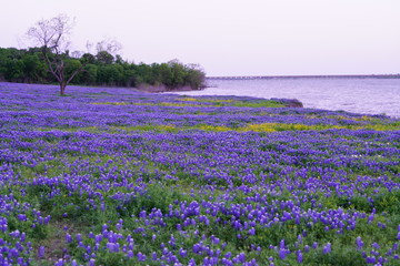 View of blooming bluebonnet wildflowers at a park near Texas Hill Country during spring time