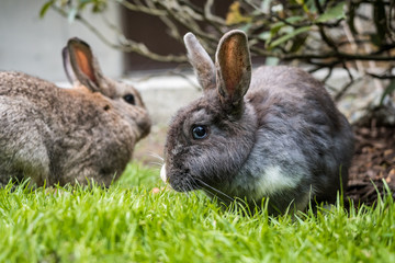 rabbit couple eating on the grass