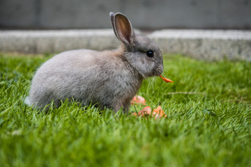 cute tiny rabbit eating carrot on the grassy ground