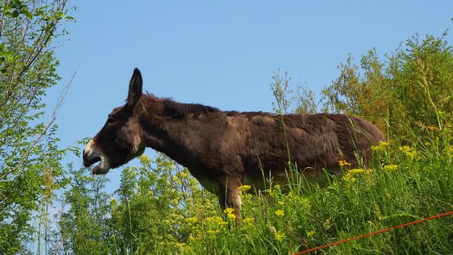 Donkey braying in the meadow