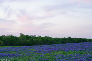 View of blooming bluebonnet wildflowers at a park near Texas Hill Country during spring time