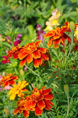 Blooming marigolds (lat. Tagetes) in the garden
