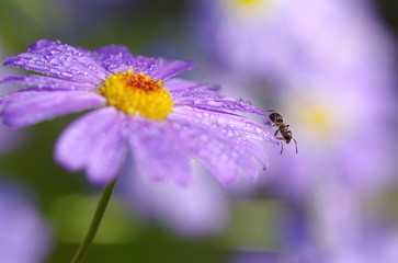 The ant on the flower Brachycome iberidifolia, shallow depth of field
