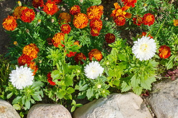 Marigolds (лат. Tagetes) and Asters in the summer garden
