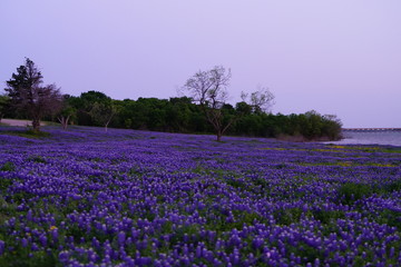 Obraz premium Widok kwitnących kwiatów Bluebonnet w parku w pobliżu Texas Hill Country w okresie wiosennym