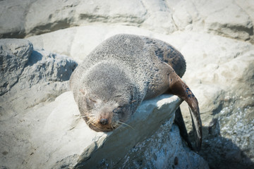 Fototapeta premium Spanie foki na skale, plaża Kaikoura South Island Nowa Zelandia