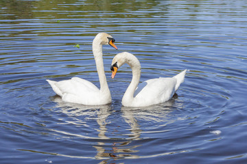 Swan steam on the water surface