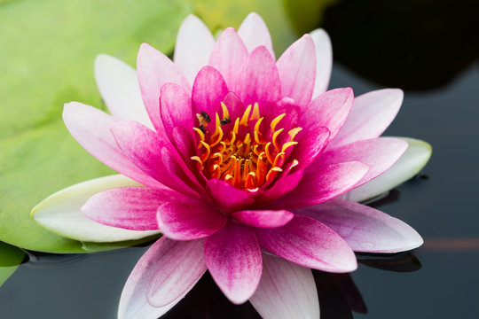 pink waterlily or lotus flower blooming on the pond