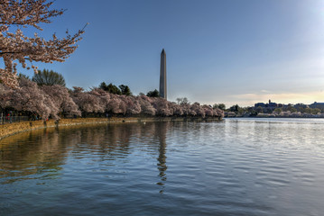 Cherry Blossoms - Washington, DC