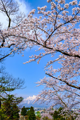 弘前の桜と岩木山