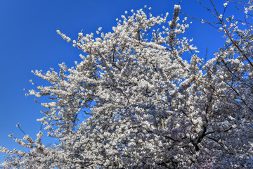 Cherry Blossoms - Washington, DC