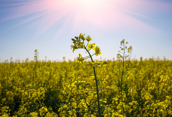 Obraz premium detail of flowering rapeseed canola or colza in latin Brassica Napus, plant for green energy and oil industry, rape seed on blue sky background
