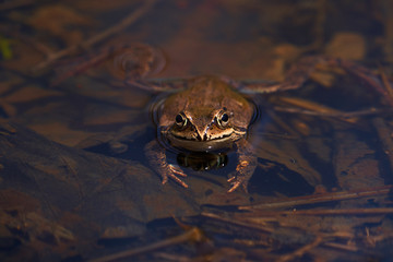 エゾアカガエル
