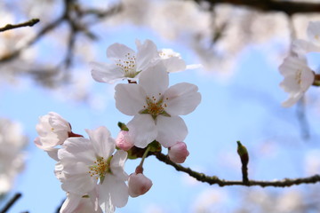 満開の桜