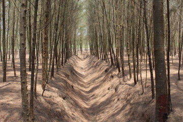 Naklejka premium Garden. Piece of land with trees