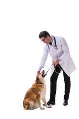 Vet doctor examining golden retriever dog isolated on white