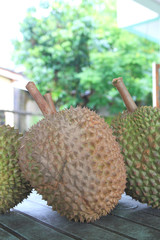 Fresh durian. King of fruit From the garden