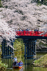 弘前公園と桜といかだ