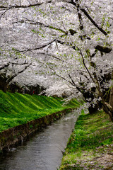 弘前公園の桜と小川