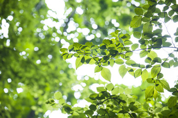 Fototapeta na wymiar Green leaves in summer