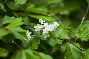 White-flower in the green forest