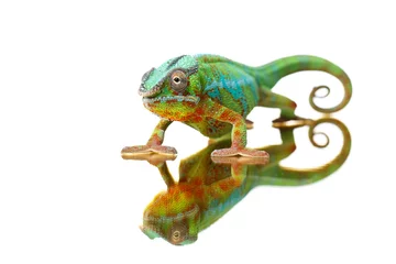 Gardinen alive chameleon reptile © svetography