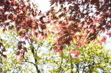 Sunshine on red-maple and green-maple leaves