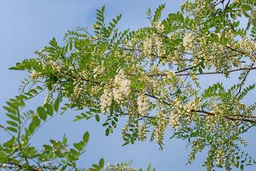 Fototapeta premium Blühende Robinie, Robinia pseudoacacia, Falsche Akazie