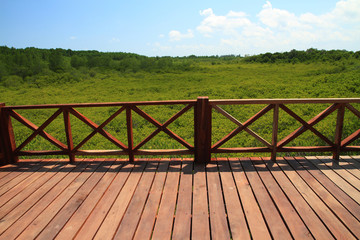 wooden bridge in green mangrove nature outdoor landscape background