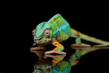 Gordijnen levend kameleonreptiel © svetography