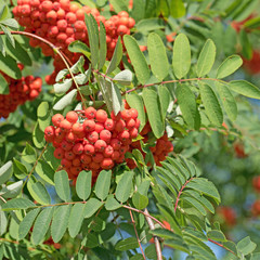 Vogelbeerbaum, Sorbus, Früchte