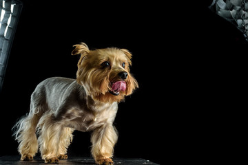 portrait of a yorkshire terrier on a dark background