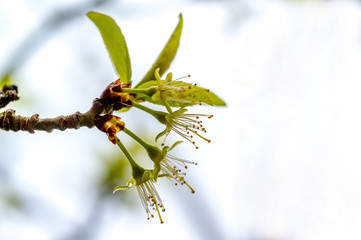 Frueh Jahr Bluete Pfirsich im Garten