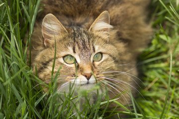 Naklejka na ściany i meble summer portrait of a cat on the green grass, pet walking outdoors