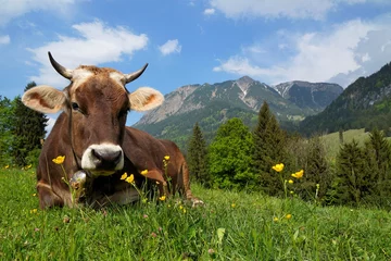 Gartenposter Bestsellern Tieren Kuh auf Alpe liegt im Gras, Bayern
