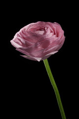 One pink buttercup flower on a black background