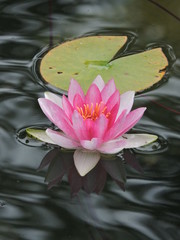 Water lily in a calm pond