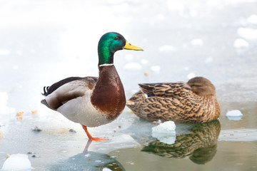 duck, bird, mallard