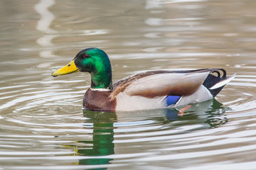 duck, mallard, bird