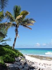 Fototapeta na wymiar Palm on a paradisaical beach, Bahamas